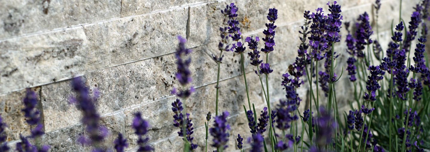 Lavendel.jpg